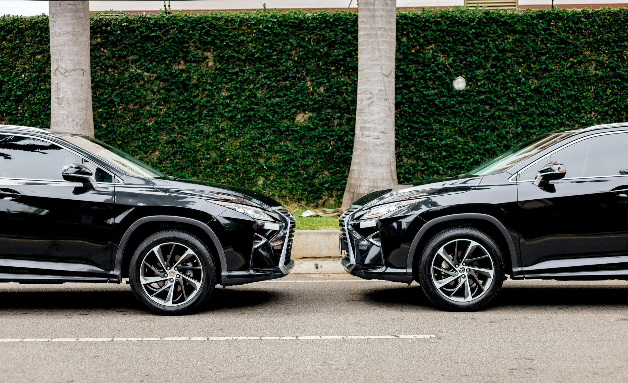 Tutu Luxury Lexus RXs facing each other